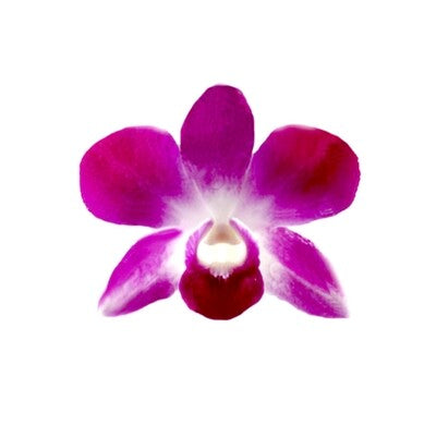 1000 ORCHID LOOSE BLOOMS