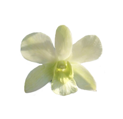 1000 ORCHID LOOSE BLOOMS