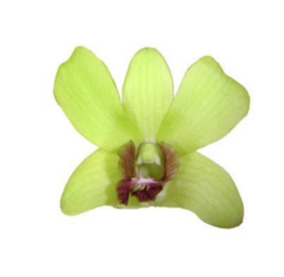 1000 ORCHID LOOSE BLOOMS