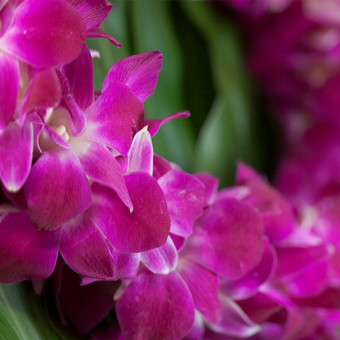 Double Purple Orchid Lei