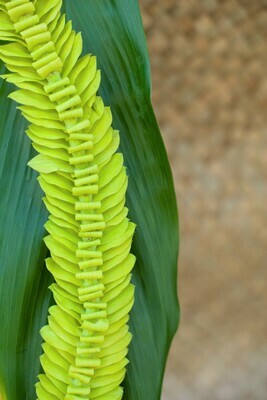Green fancy orchid butterfly-style lei with a wide floral design